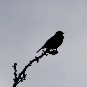 The Dawn Trills