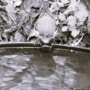 Thirsty Boy