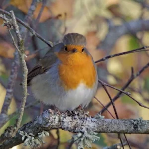 A Ball of Robin-ness
