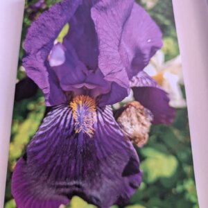 Iris Notepad